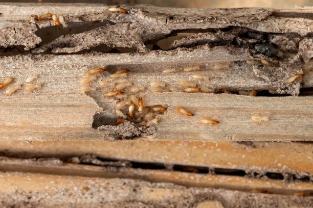 Best Residential Pest Control  in Vernon, WI